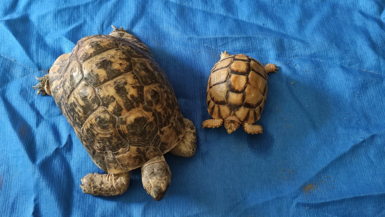 مقارنه بين السلاحف المصري والسلاحف اليوناني