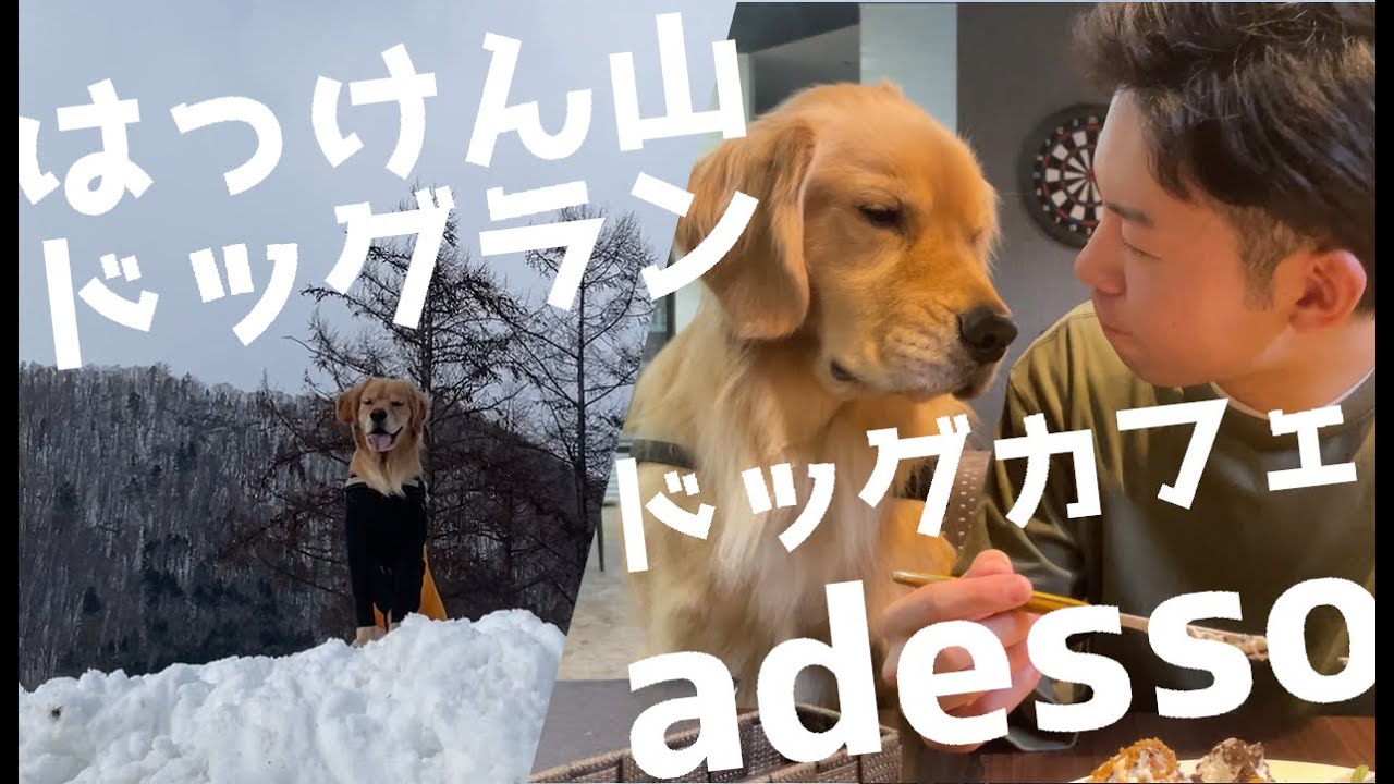 可愛い看板犬のいる2軒にお邪魔してきました！