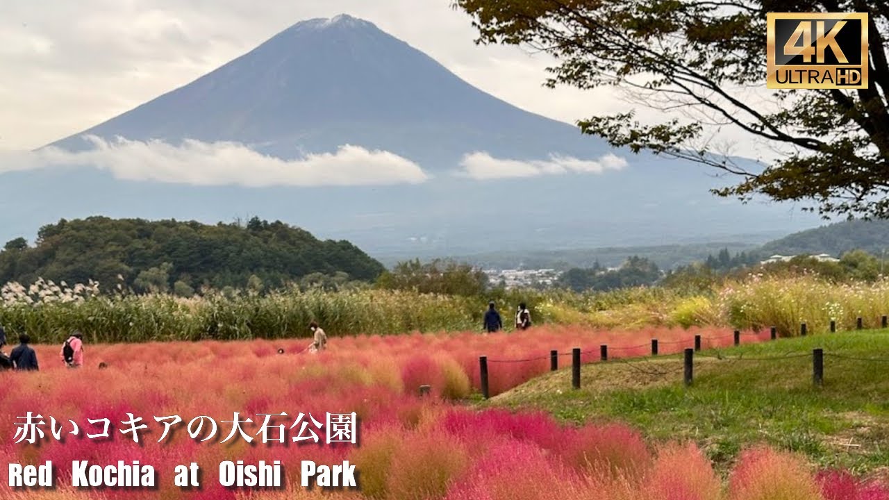 富士山とコキアが織りなす日本の秋の絶景 |【川口湖】大石公園のコキアが真っ赤になりました！| 山梨旅行