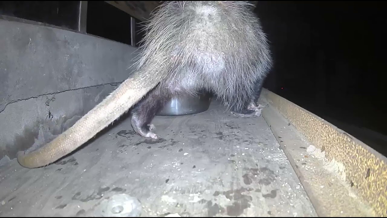 Possum Washes Up