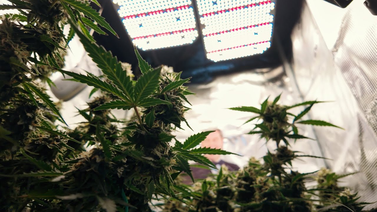 Mein Cannabis Anbau - Es werde Licht - 2x 65Watt Fecida Grow Light | Purple Skunk