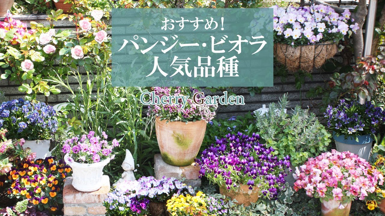【パンジー・ビオラの世界】人気種から希少種まで、パンジー・ビオラのおすすめ品種をご紹介！