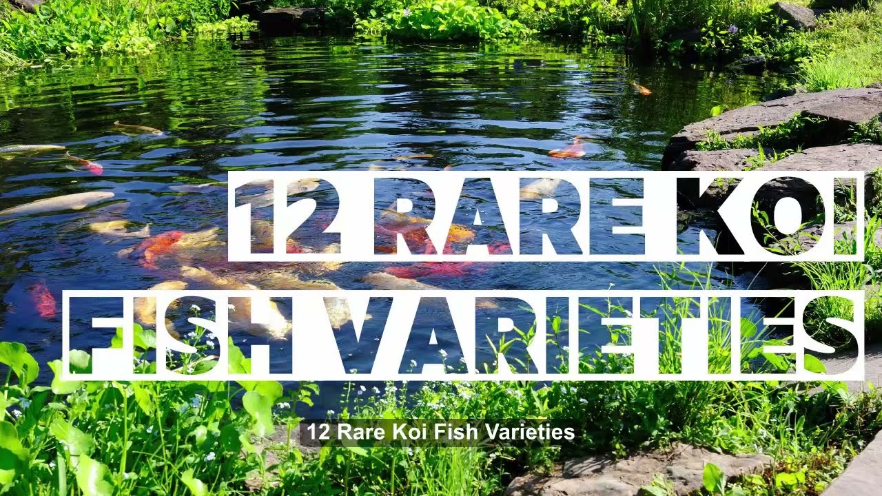 What Is The Rarest Koi ?