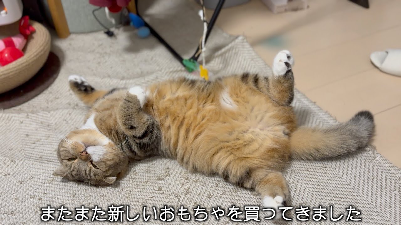 猫のおもちゃ選びは難しい
