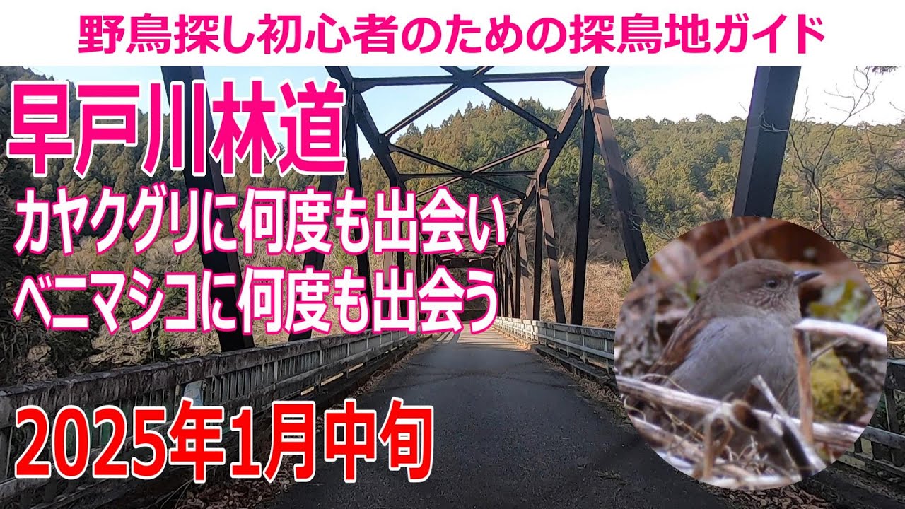 早戸川林道(神奈川県)の探鳥地レポートです　カヤクグリに何度も出会い、ベニマシコに何度も出会う！　2025年1月中旬