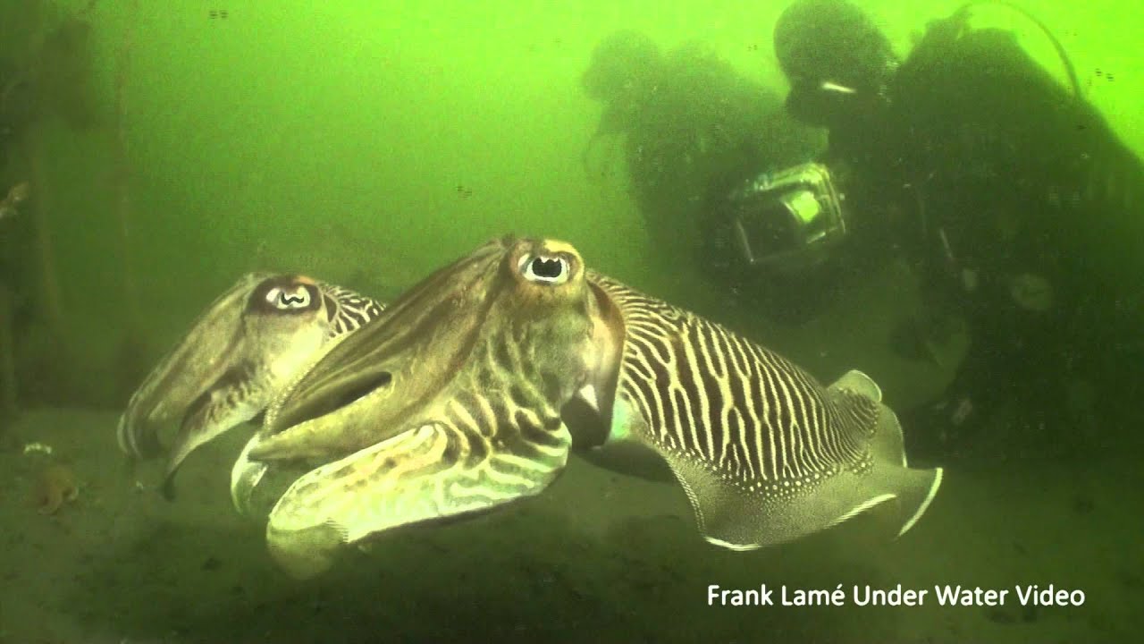 Cuttlefish and Jellyfish