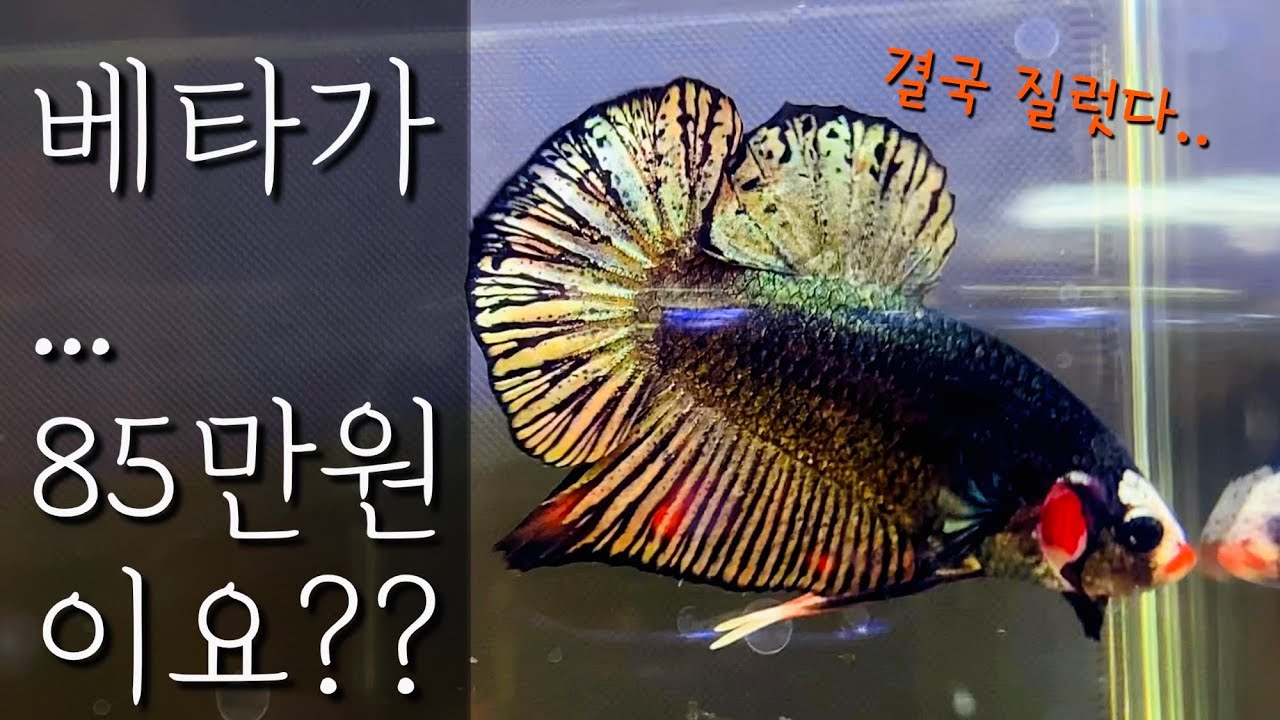 고퀄리티 베타샵 방문했다가 결국 고가 야생베타 입양.. / 언니네베타팜 방문기!!
