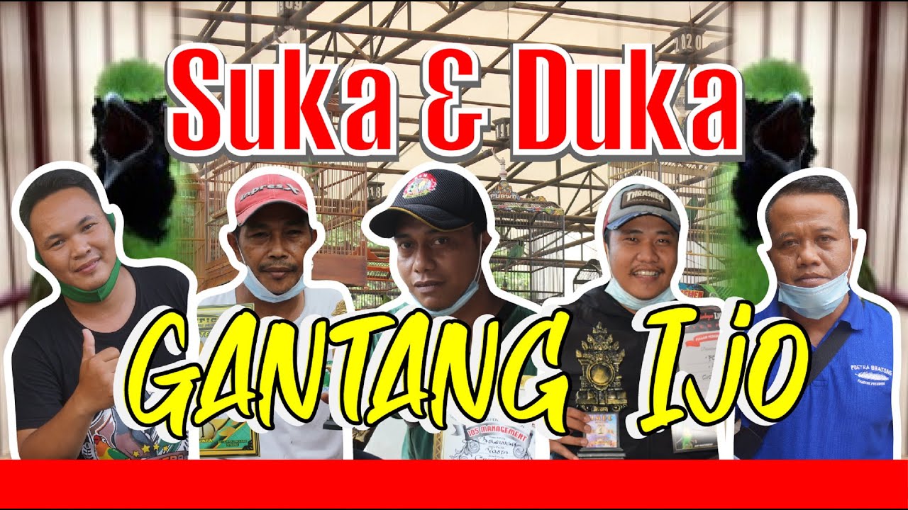 BENARKAH CUCAK IJO BURUNG MISTERI ??? SUKA DUKA GANTANG CUCAK IJO JUARA PART 1 By HoBi ID