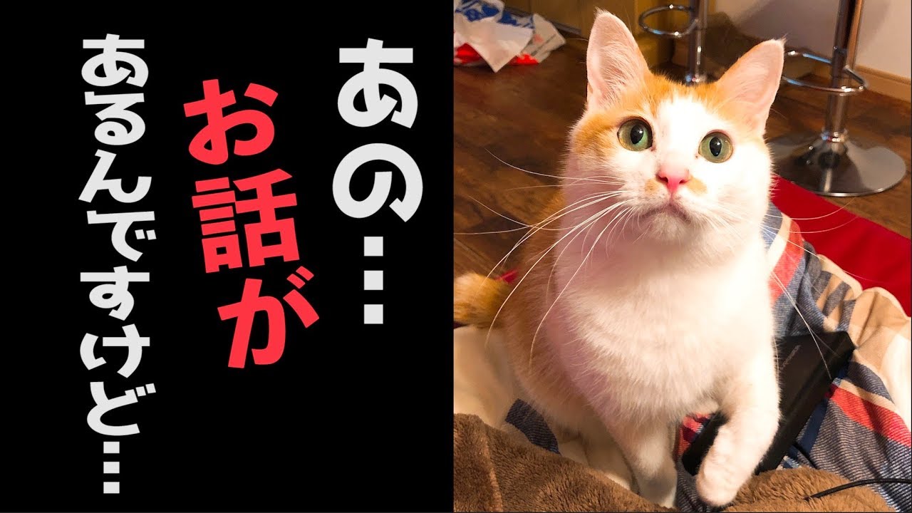 猫たちが鳴きながら何かを訴えかけてきました…