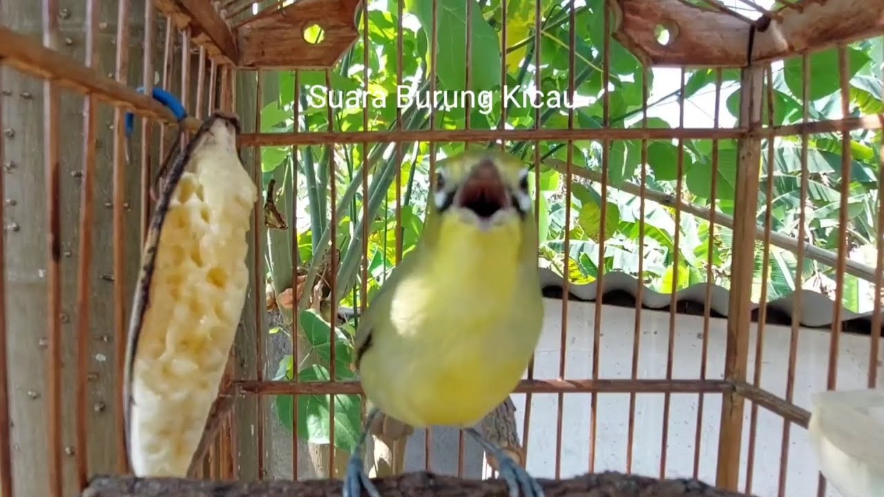 Masteran Kecial Kuning Lomba Agar Cepat gacor Ngejos Atas Kecial gacor Mental Juara Wajib Dapat Ayam