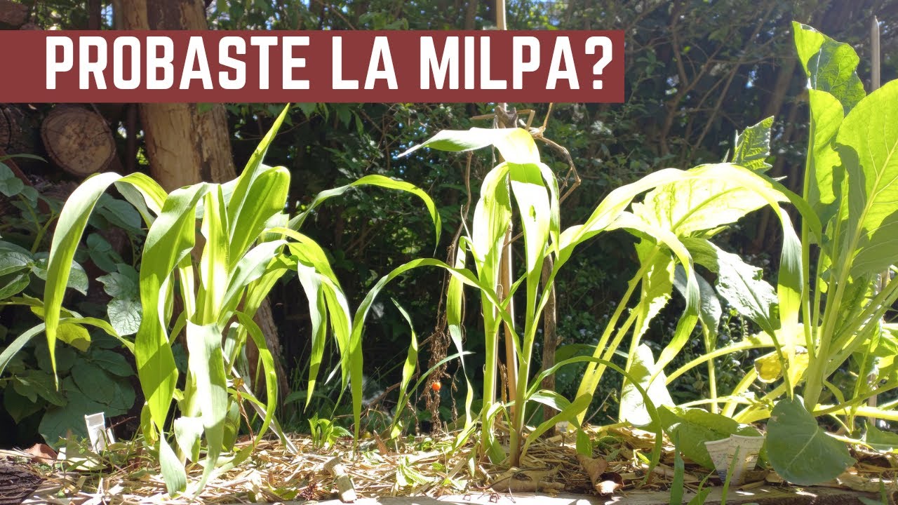 Qué es la MILPA - Como Sembrar Maíz, Porotos y Zapallos - Aprovechar Espacio, Asociación de Cultivos