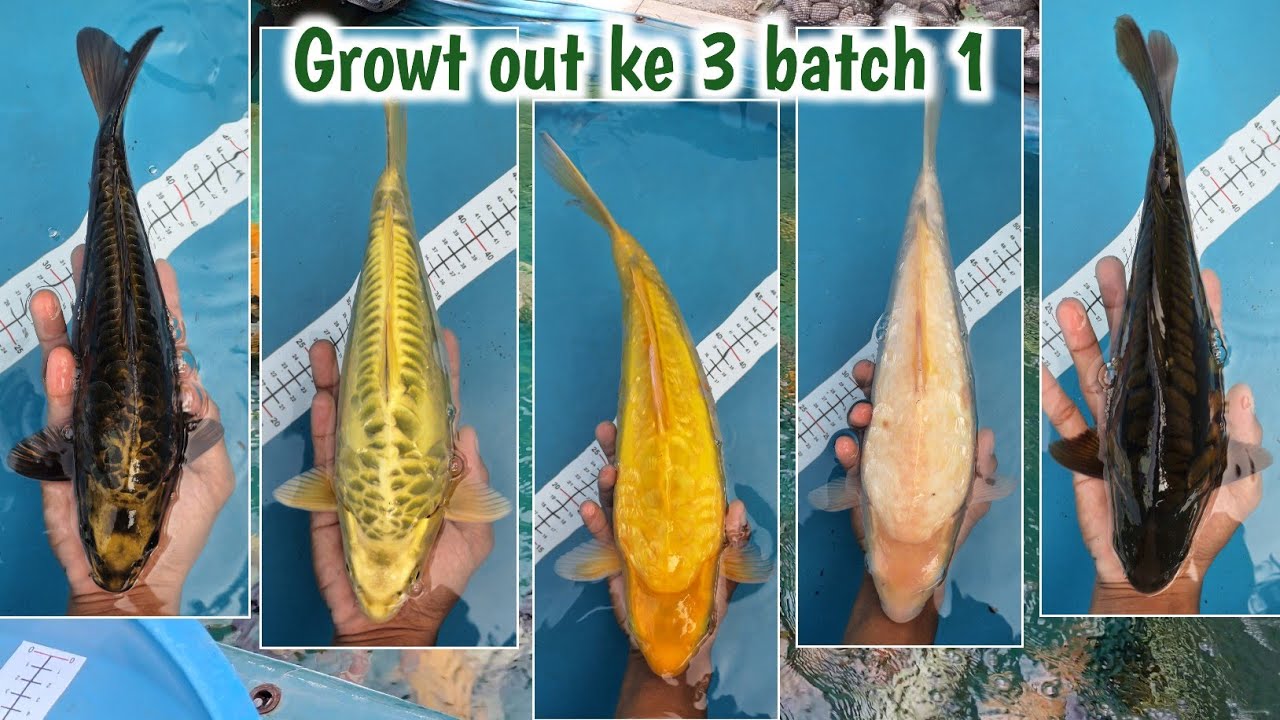 SUDAH MULAI KELIHATAN ❗️Update perkembangan growth out ke 3 batch ke 1 | Khusnul koi farm