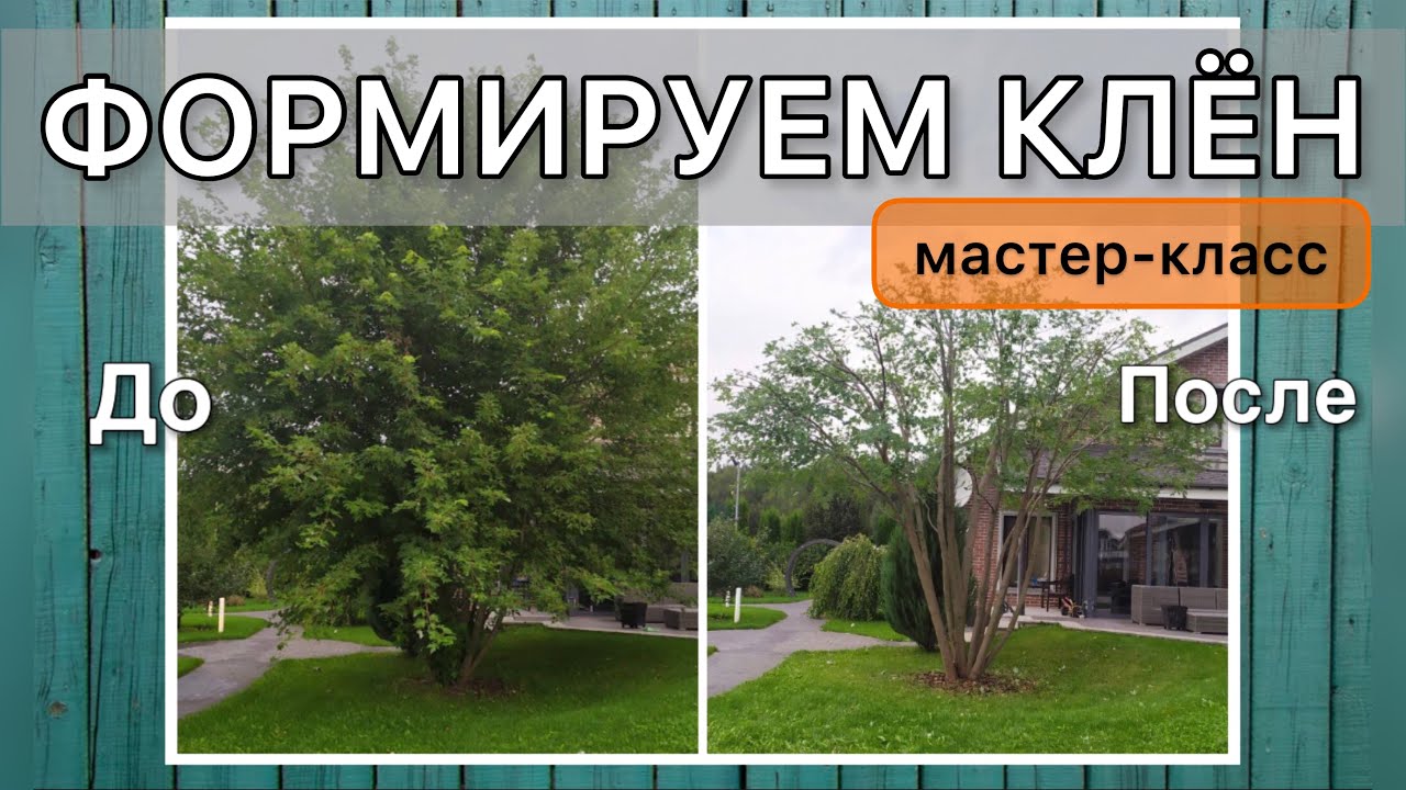 Обрезка огромного дерева. Форма ЗОНТ. #дневниксадовода