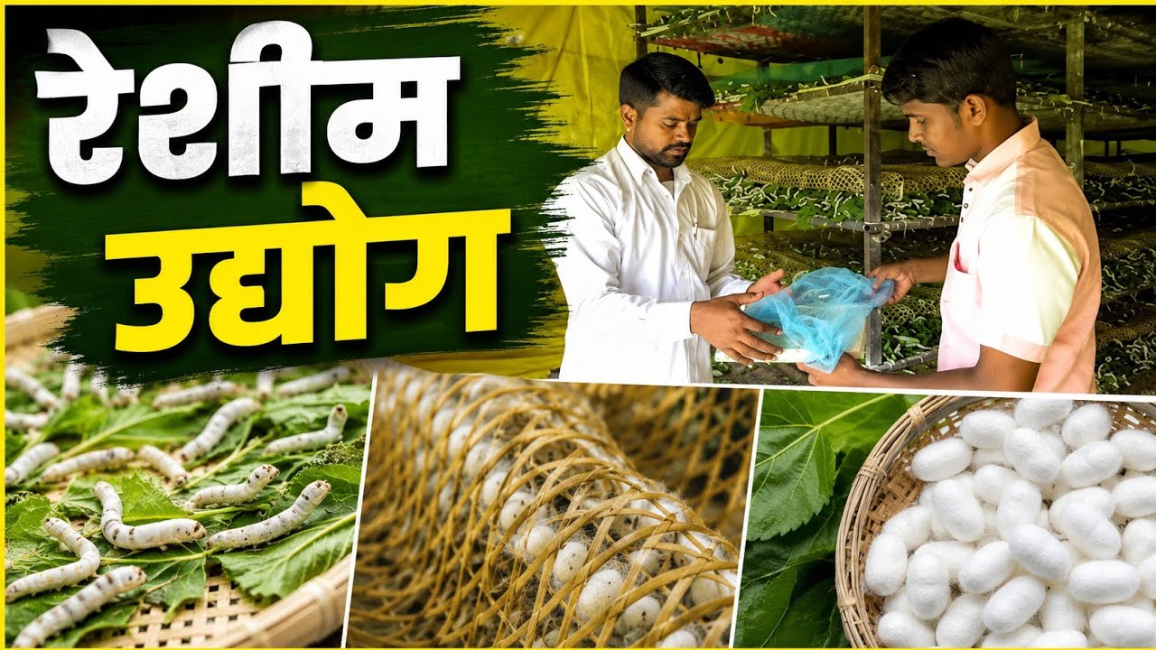 रेशीम (रेशम)उद्योग महिना एक लाख कि कमाई। silk farming
