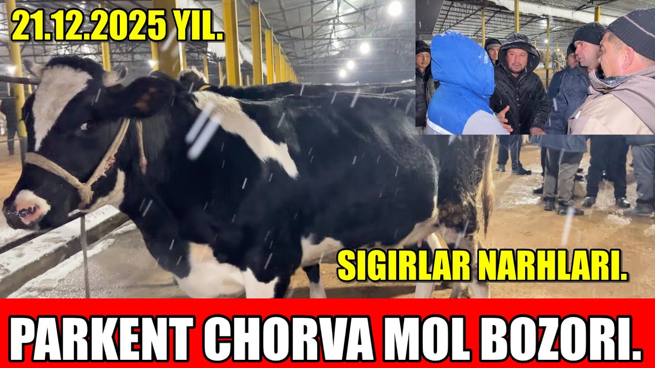 TOSHKENT VIL, PARKENT TUMANI, BOYQOZON QO&rsquo;RG&rsquo;ONI, CHORVA MOL BOZORI,SIGIRLAR NARHLARI.