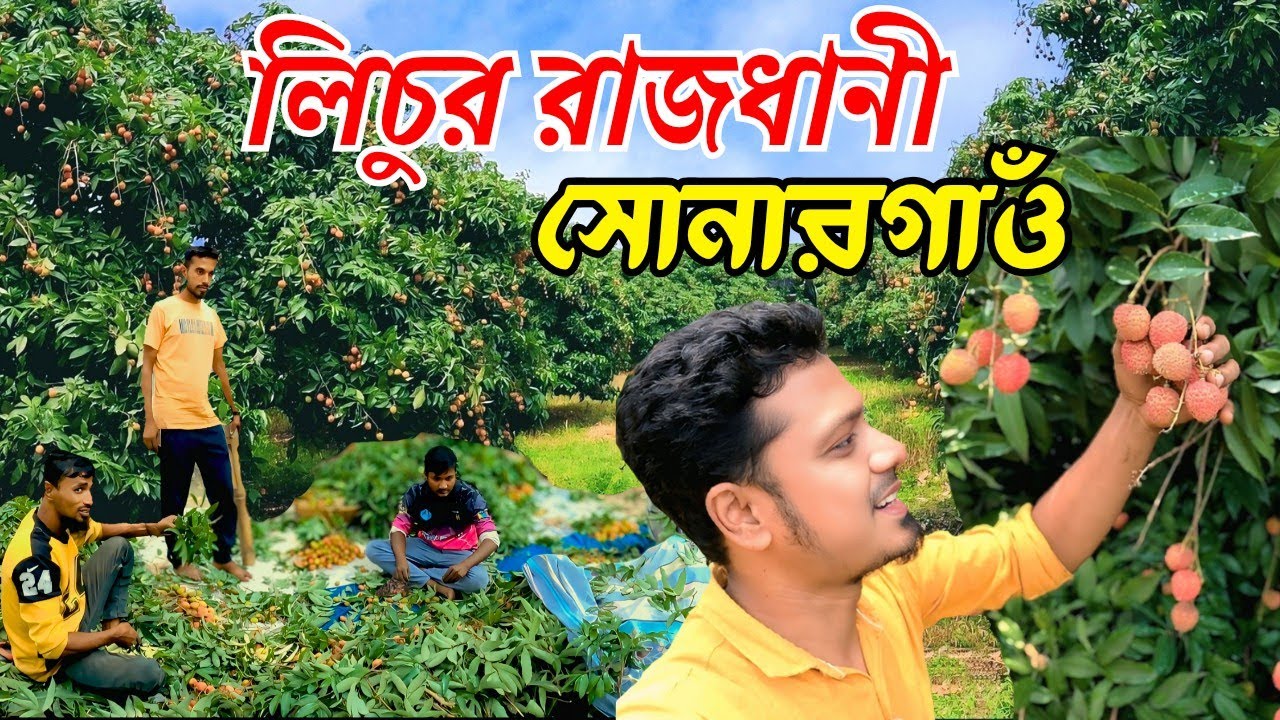 সোনারগাঁওয়ের লিচু বাগান |  Dhaka to Sonargaon Lychee Garden Tour