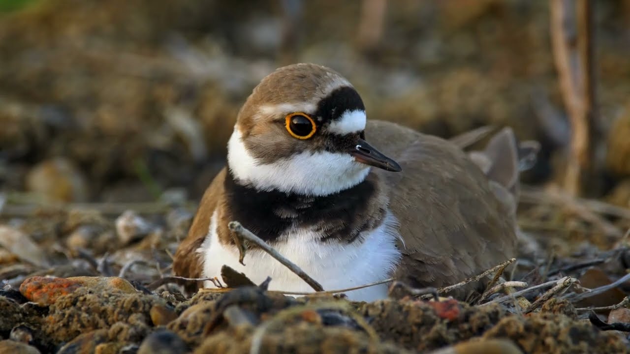 Unveiling the Little Ringed Plover: A Tiny Bird's Big Adventures