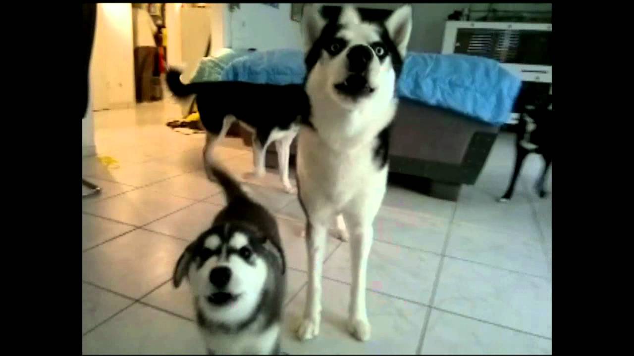 Huskies am heulen.