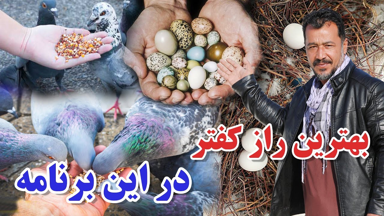 بهترین راز کفتر بازی در این برنامه/ عبدالباقی سلطانی023Afghan Shawqi