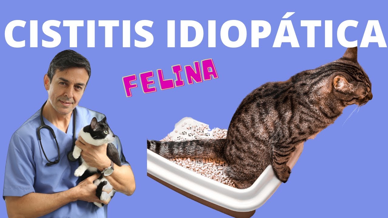 CISTITIS IDIOPATICA FELINA/ MI GATO NO PUEDE ORINAR CON NORMALIDAD