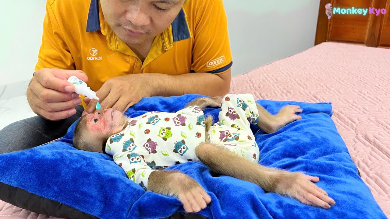 OMG! What happened to Baby Monkey Kyo after the doctor’s call?