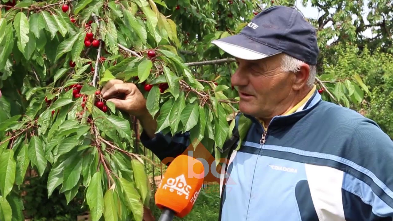Kukes, cfare ndodh ne plantacionin e vetem me qershi autoktone | ABC News Albania