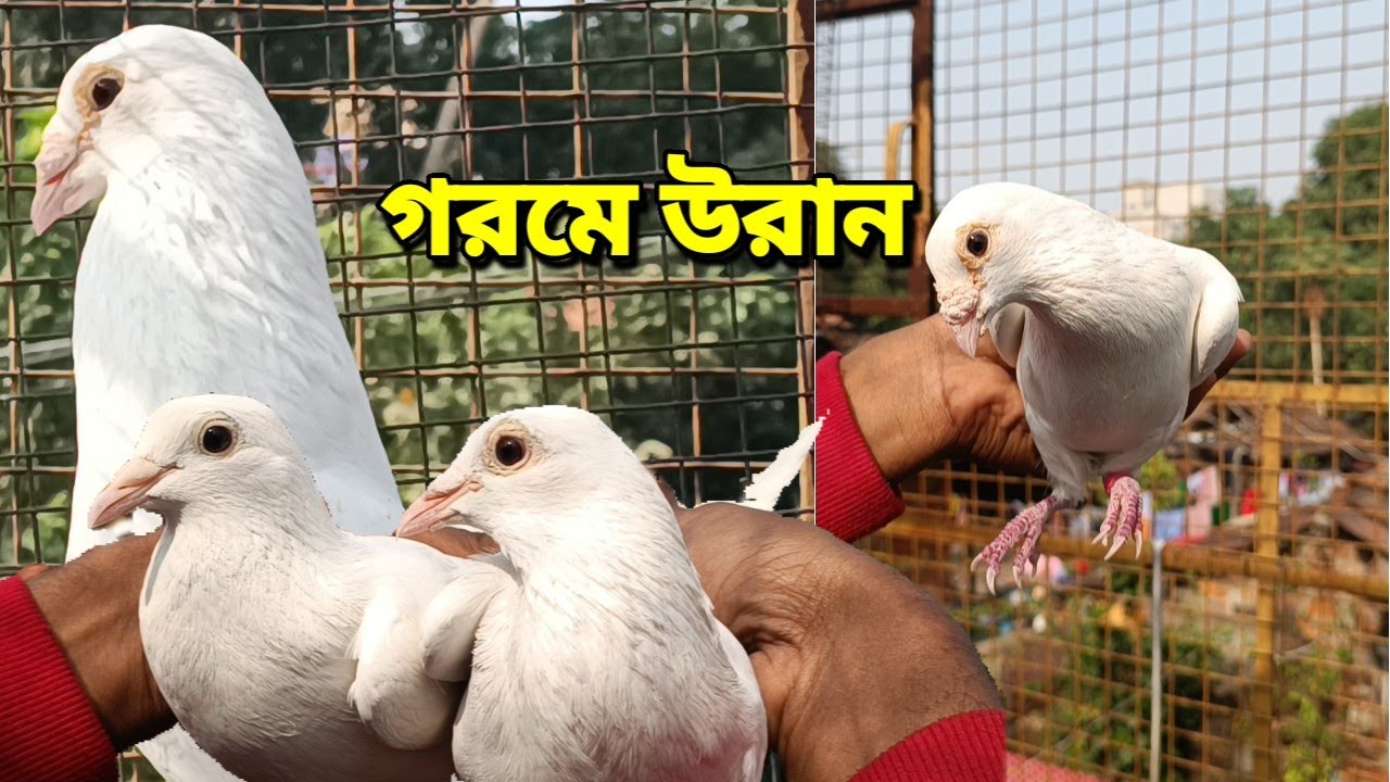 গরমে ১২ ঘন্টা উরান পায়রা প্রমান দেখে কিনুন