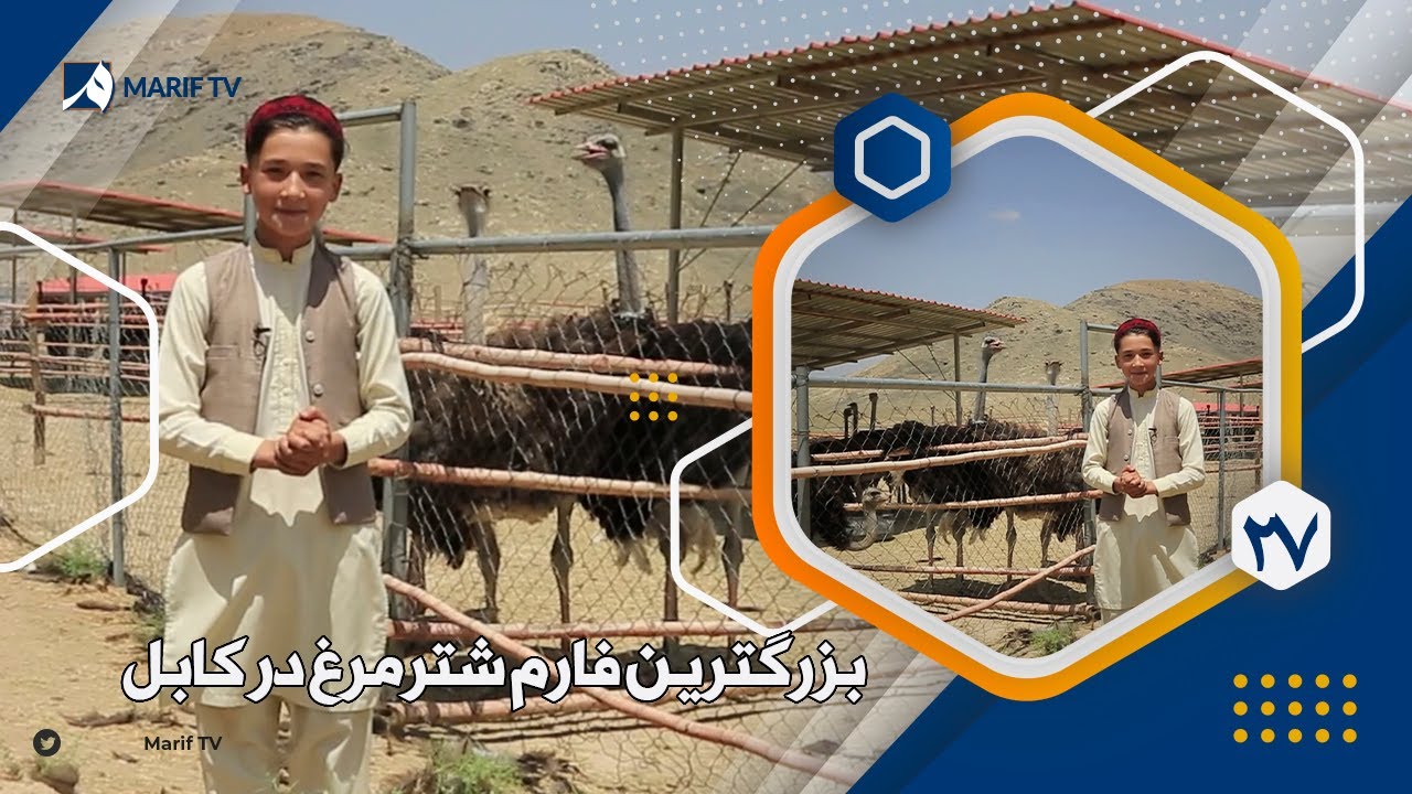 محسن - بزرگترین فارم شترمرغ در کابل