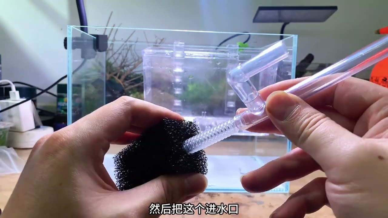 蝶翼斑马的繁殖