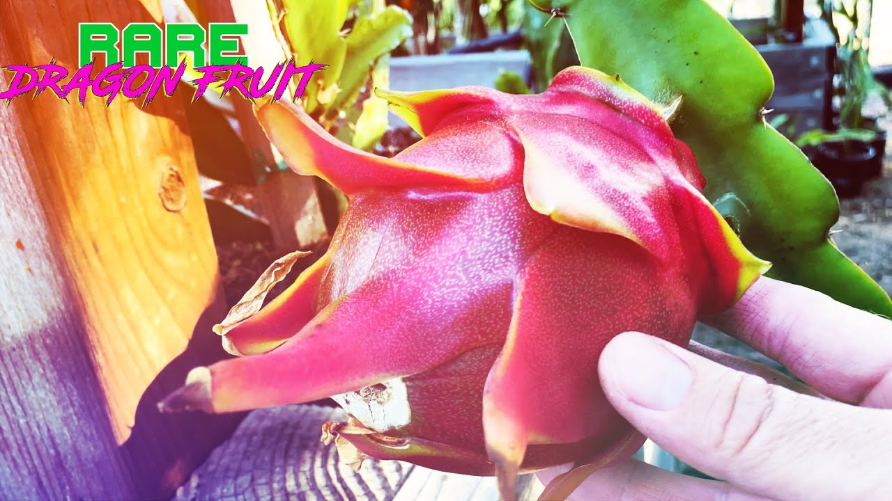 How to PROPERLY PICK DRAGON FRUIT when it's READY to HARVEST ( La Verne DRAGON FRUIT )