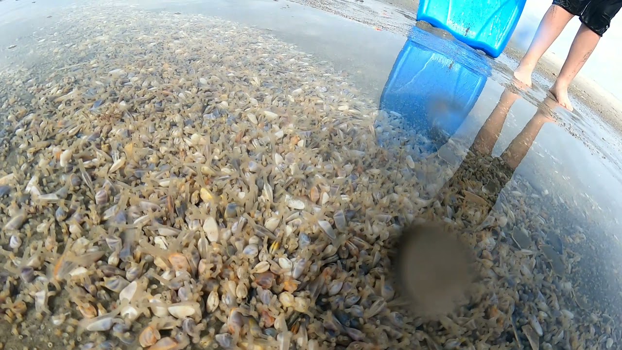 Coquina clams!