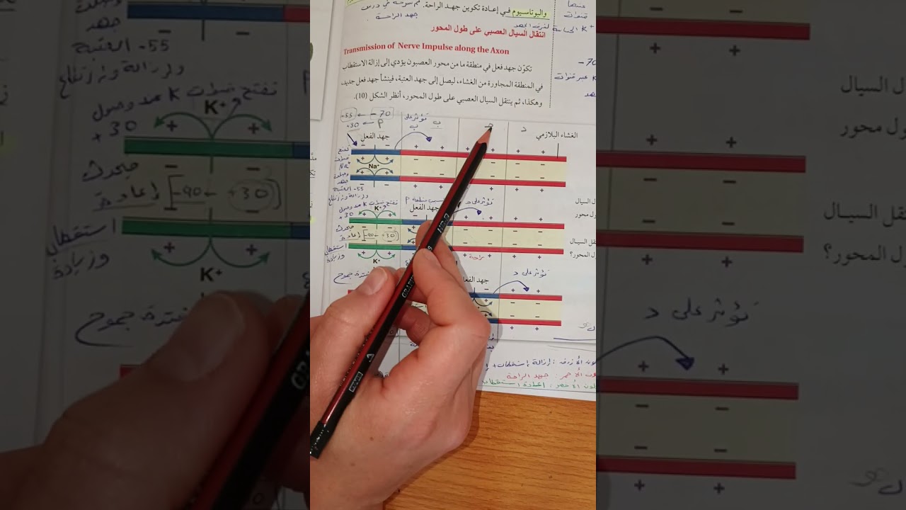 انتقال السيال العصبي على طول المحور 
