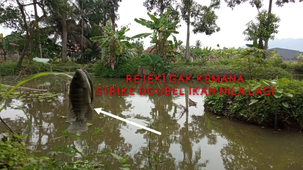 HOKI LAGI MANCING DAPAT 2 IKAN SEKALIGUS