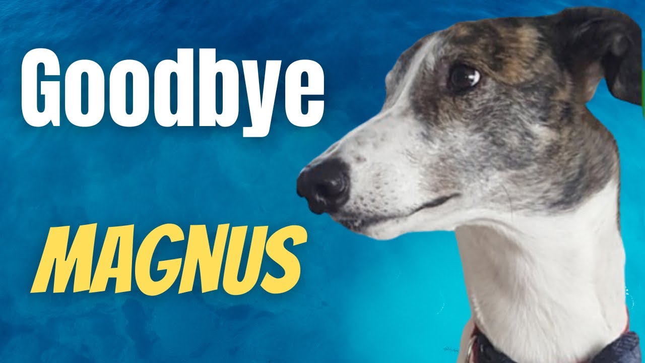 Farewell to My Best Friend: Magnus Crosses the Rainbow Bridge 🌈