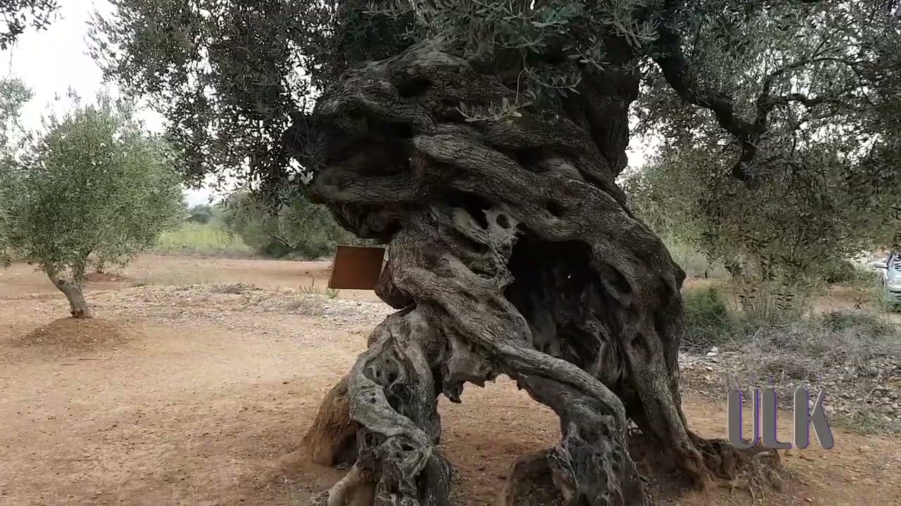 Olivos milenarios. Joyas de Castellón