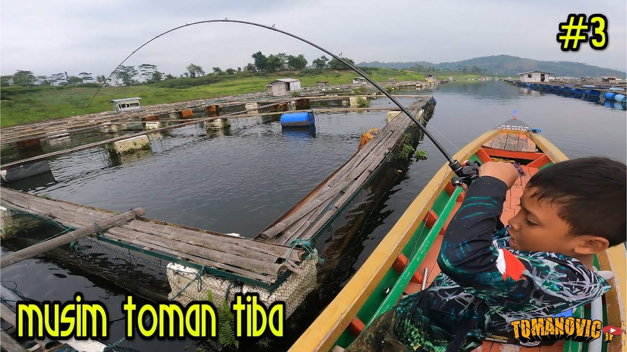 Bocil kewalahan sama ganasnya  Toman Waduk Saguling