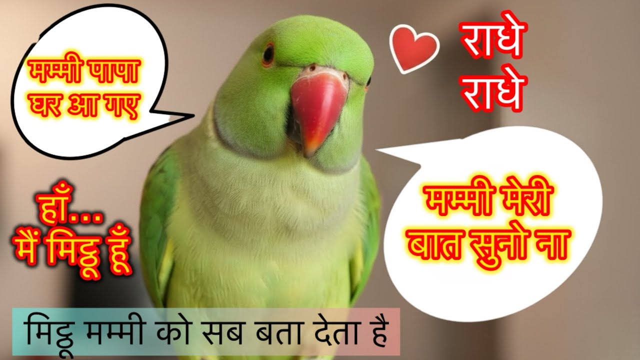 Indian Ringneck Parrot talking to Mummy | Funny Parrot Speech | say mummy #parrot #talkingparot