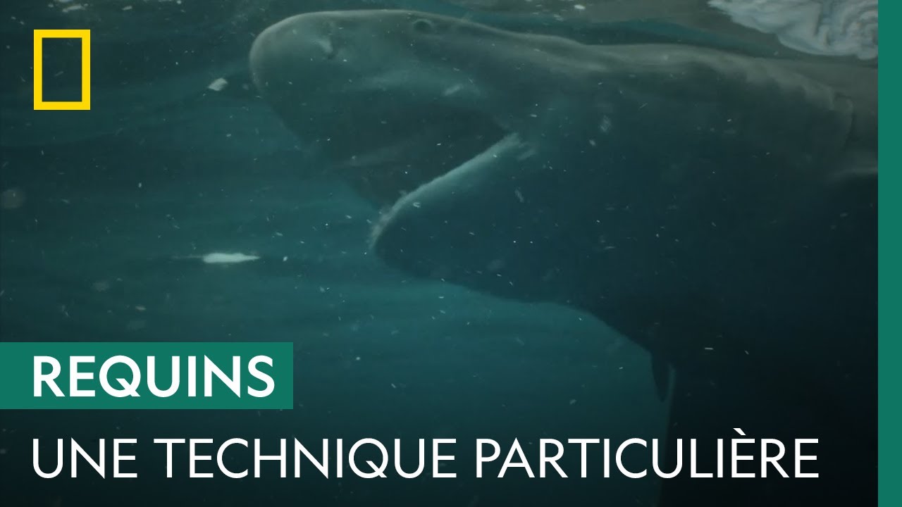 La technique de chasse unique du requin-citron