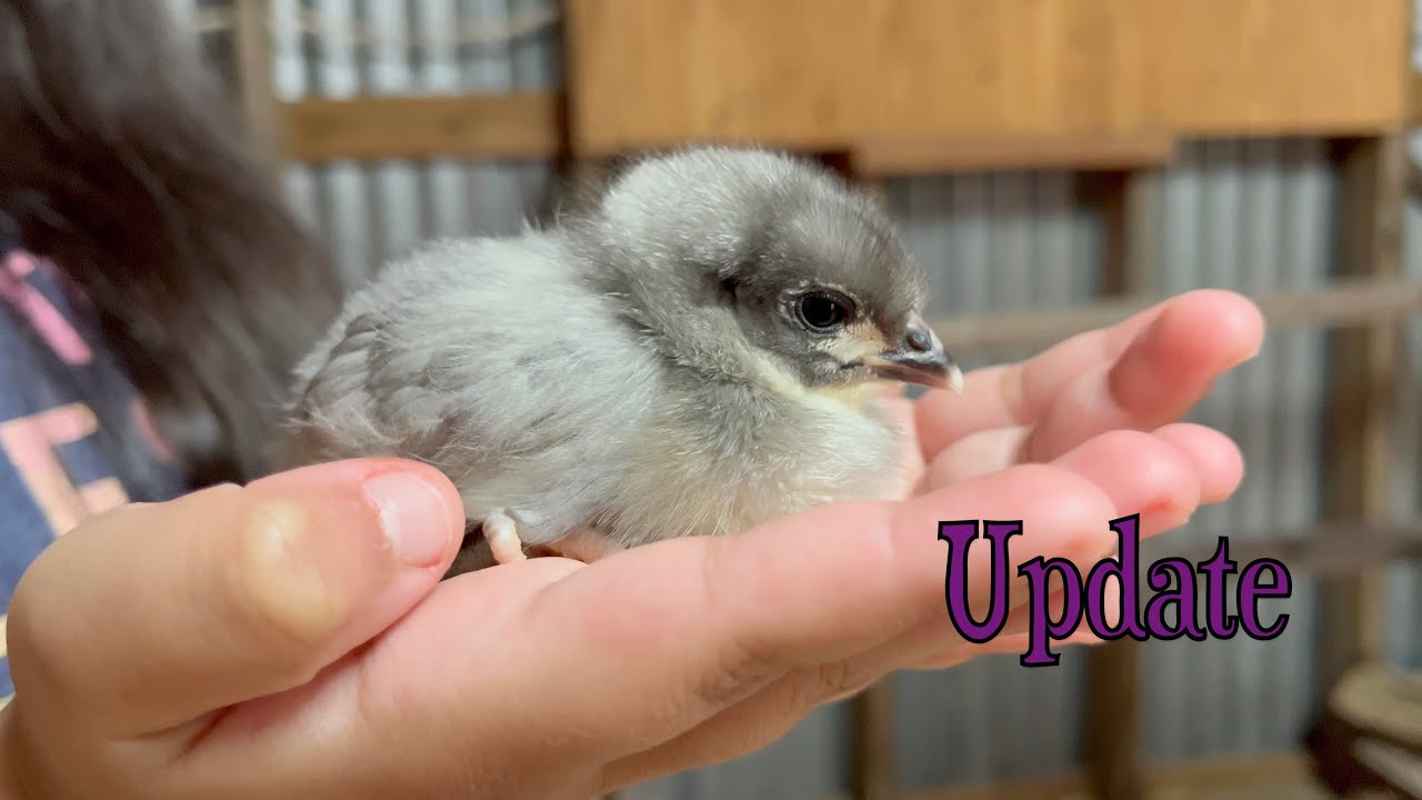 Chicken Coop Update | Homestead Journey | Homesteading for Beginners March8th2024