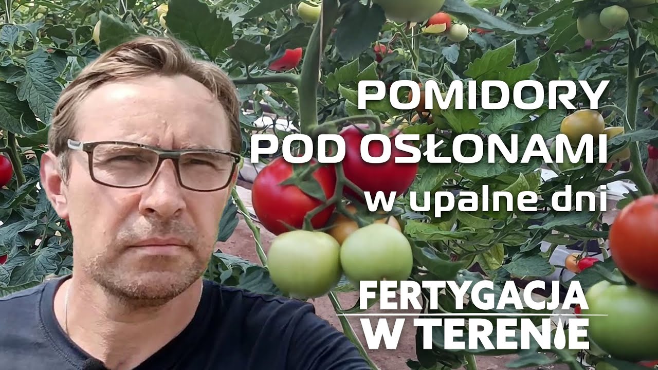 Efekty dobrze prowadzonej fertygacji w uprawie pomidora pod osłonami