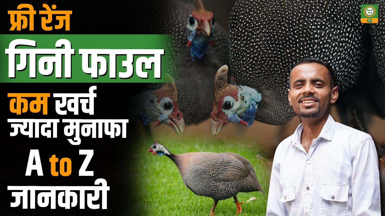 Free Range Guinea Fowl, बटेर व मुर्गी फार्मिंग | कम खर्च ज्यादा मुनाफा | A to Z गाइड