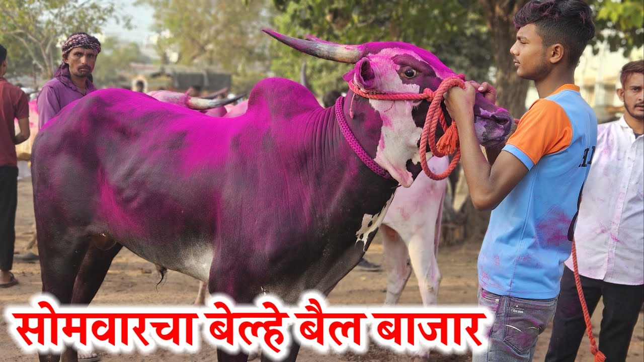 सोमवारचा बेल्हे बैल बाजार,,दि-‌30/12/2024…Belhe Bail Bajar..Bail Bazar Belhe...#Belhe