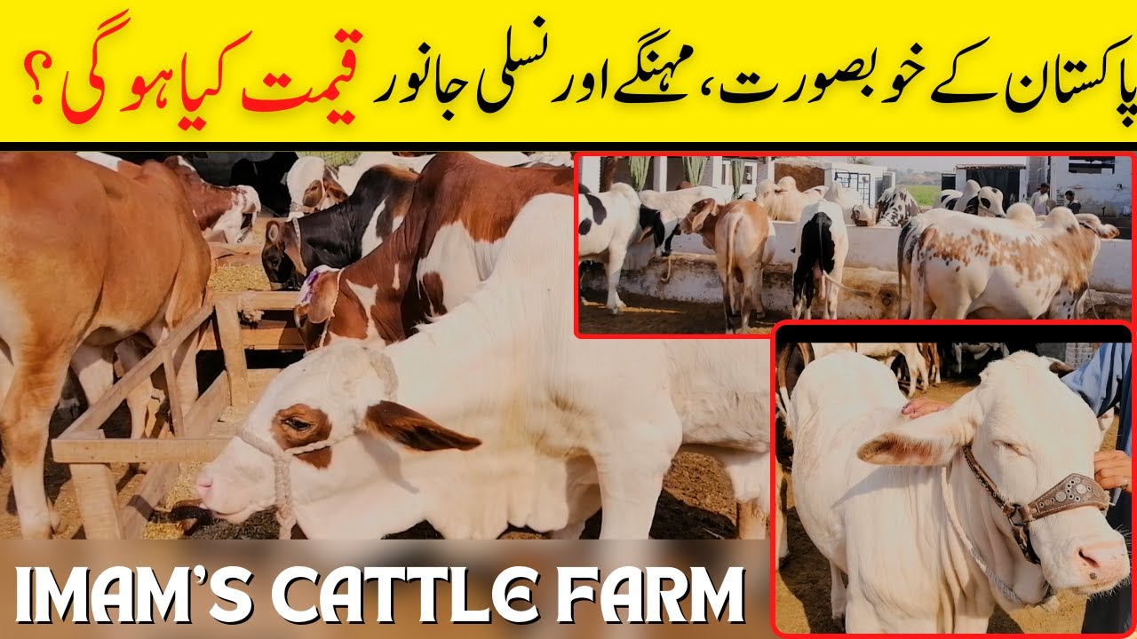 Cow | Cow farms | Cows for sale | Angry Bull | Dangerous Dhanni Bull