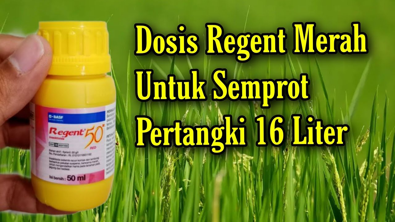 Dosis Insektisida Regent Merah Pertangki 16 Liter❗Dosis insektisida Regent Pertangki