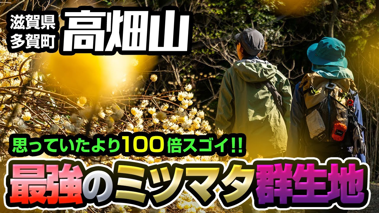 【多賀町・高畑山】～歴代ミツマタ群生地ダントツナンバー1～