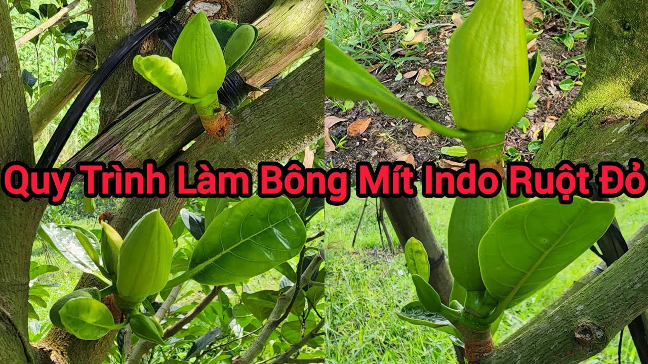 Quy Trình Làm Bông Mít Indo Ruột Đỏ Không Cần Rãi Lân và Kali