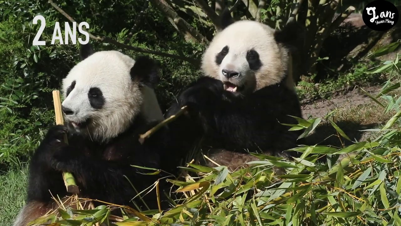 Yuan Meng, 2 ans en images