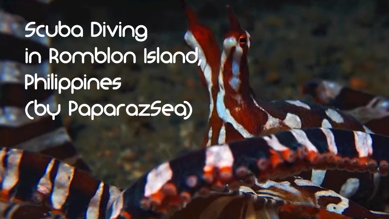 Scuba Diving in Romblon Island, Philippines with The Three P (by PaparazSea 2012)