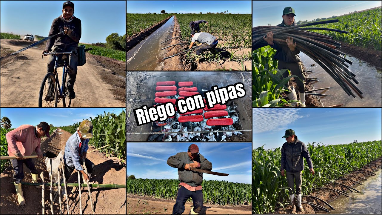 DANDO EL PRIMER RIEGO CON PIPAS Y DE ESTÁ MANERA LO HACERMOS Y ASI LA PASAMOS💦‼️