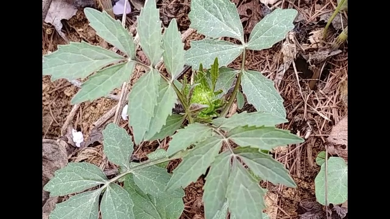 한국의 산나물 173.쥐오줌풀(2019.04.21)